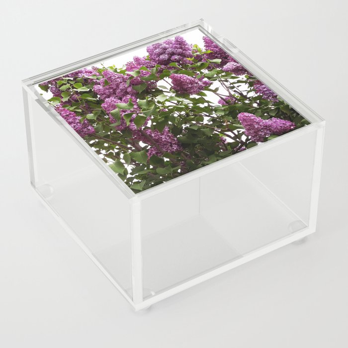 Lilac tree blossom Acrylic Box