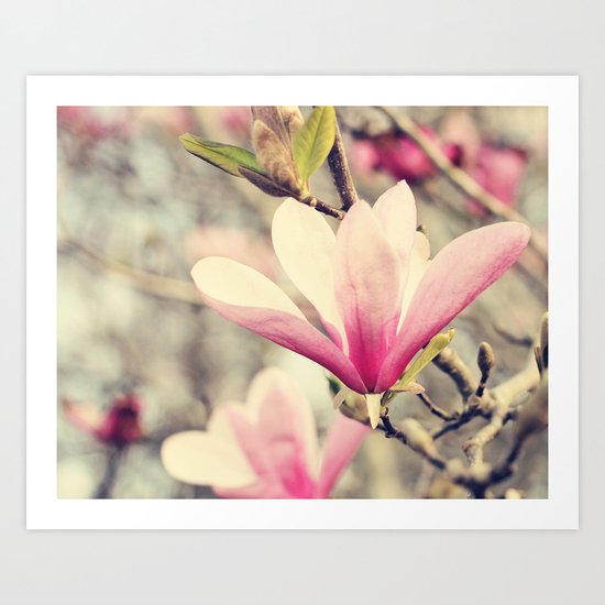 Japanese Magnolia Art Print