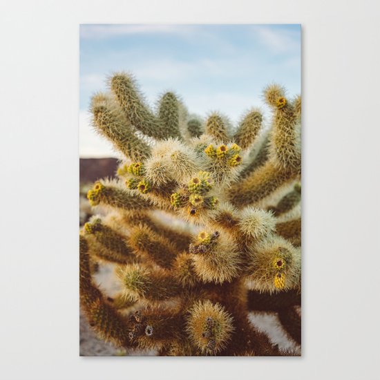 Cholla Cactus Garden IV Canvas Print