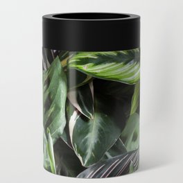 Prayer Plants IV  |  The Houseplant Collection Can Cooler