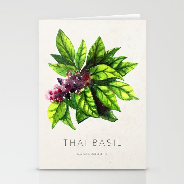 THAI BASIL Illustration Watercolor Hand Painted by Melissa MacMichael Stationery Cards