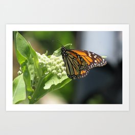 Monarch Butterfly 2022 Art Print