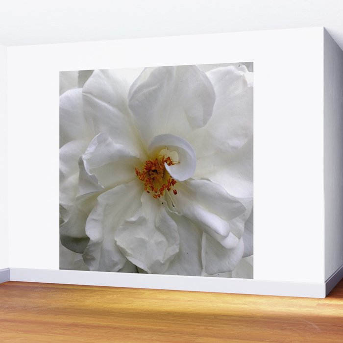 Curly White Rose Flower Macro Wall Mural by annaki | Society6