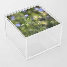 Veronica Macro Flower Meadow Acrylic Box