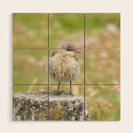 Fluffy juvenile Wheatear perching on a stone Wood Wall Art