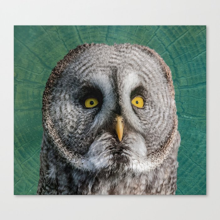 GREY OWL Canvas Print