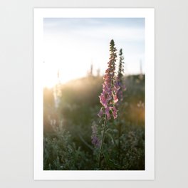 Foxglove at Sunset | Golden Hour Flower | Nature & Travel Photography Art Print