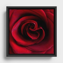 Rose 17 Framed Canvas