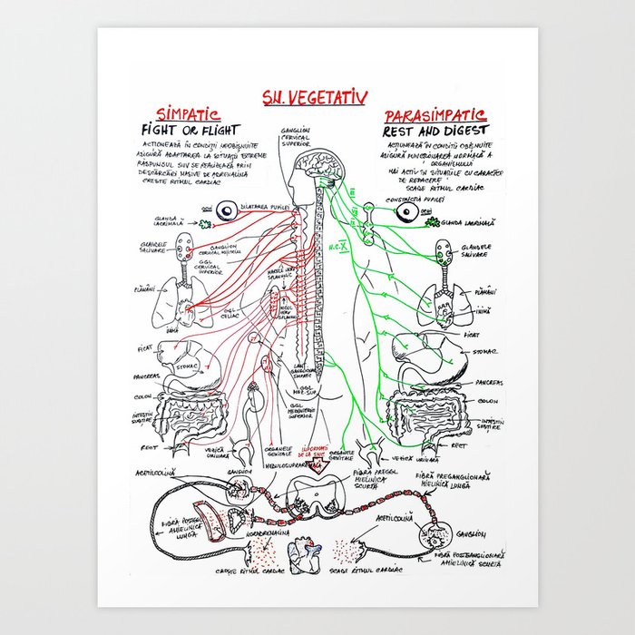 Sistemul Nervos Vegetativ Art Print By Med101 Society6
