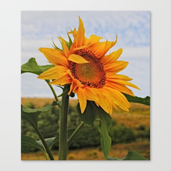Sunrise Sunflower Canvas Print