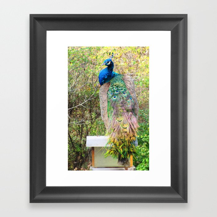 Peacock on Bird Feeder Framed Art Print