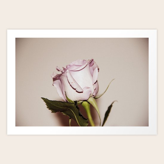 Last Rose Art Print