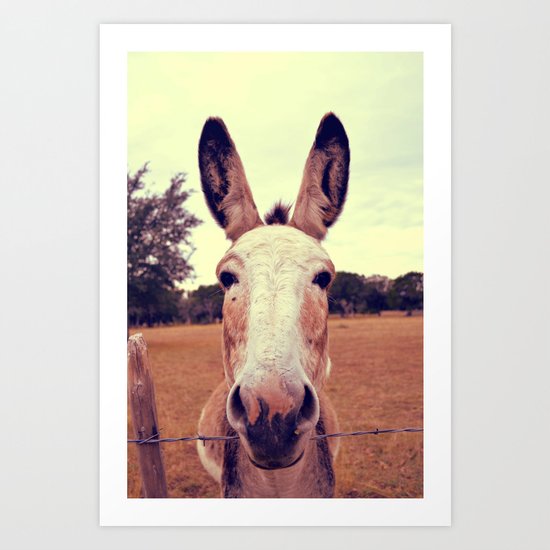 a curious donkey. Art Print