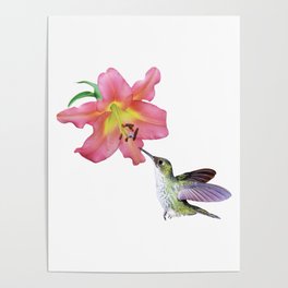 Hummingbird and Day Lily Poster