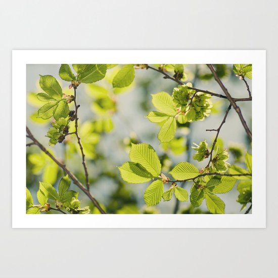 Fresh Spring Leaves Art Print