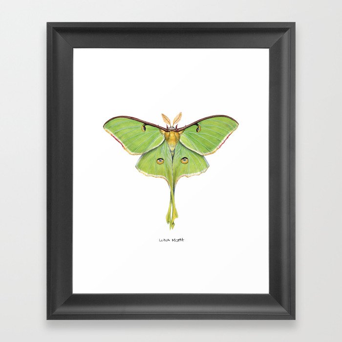 Luna Moth (Actias luna) II Framed Art Print