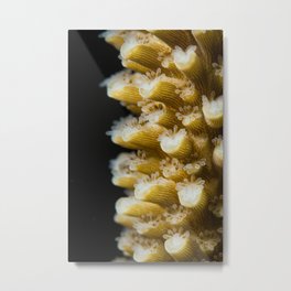 Coral Close Up Metal Print | Nature, Animal, Photo 