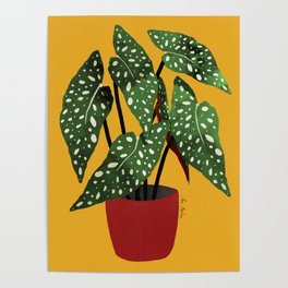 Begonia maculata pot watercolor Poster