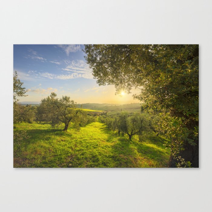 Olive Grove at Sunset. Tuscany Canvas Print