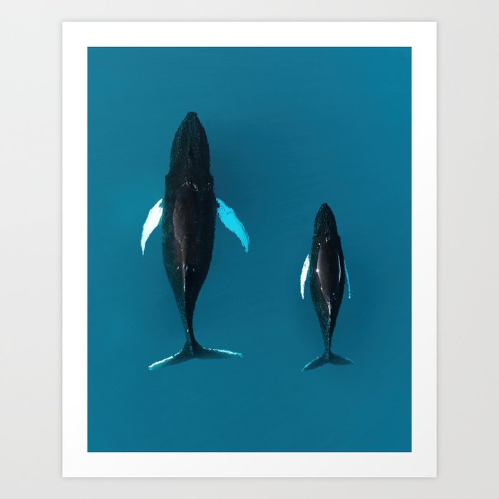 Humpback Whales Mother and Child  Art Print
