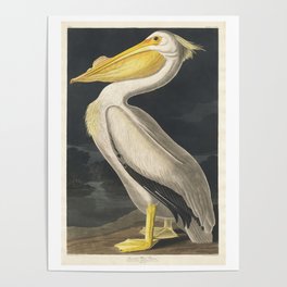 American White Pelican | Audubon | Birds of America | John James Audubon | Poster