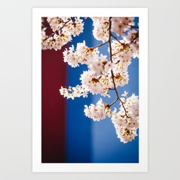 Photo of spring cherry blossom flowers against red and blue colored houses in Almere, Japanese Sakura trees in the Netherlands | Fine Art Colorful Travel Photography | Art Print