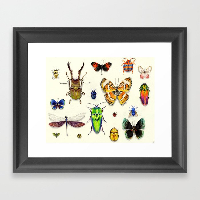 Insecta Framed Art Print