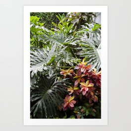 Tropical Vibes & Tropical Fauna Art Print | Garden, Grow, Plants, Photo, Tropical, Green, Rainforest, Crotons, Pretty, Lovely 