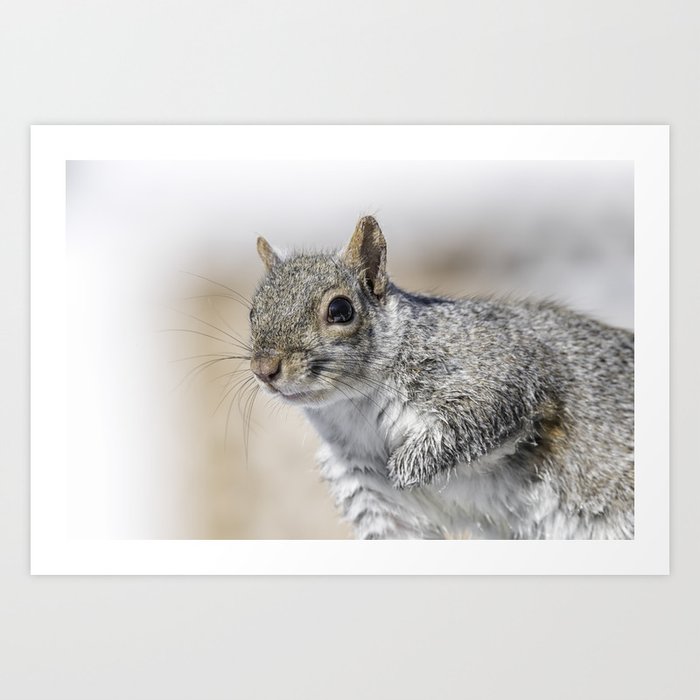 Wet paw Squirrel Art Print