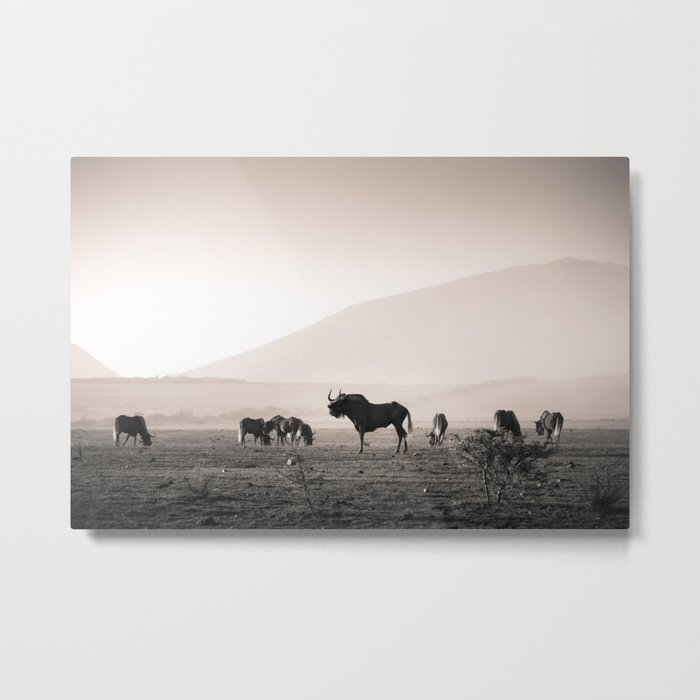 Herd of Wildebeest in South Africa Metal Print