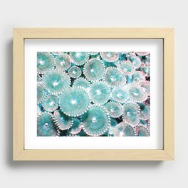 Protopalythoa Coral 7 Recessed Framed Print