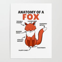 Sweet Fox Explanation Anatomy Of Fox Poster