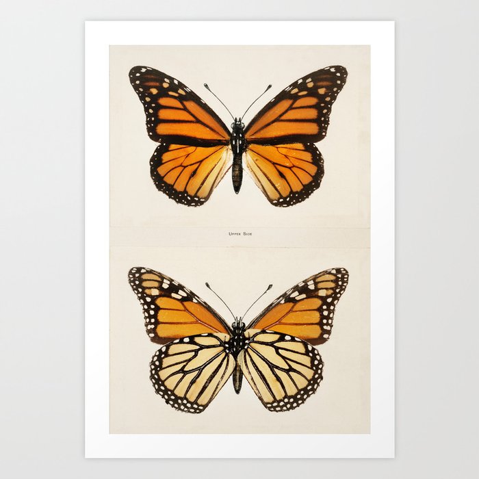 Monarch Butterflies Vintage 2 Art Print