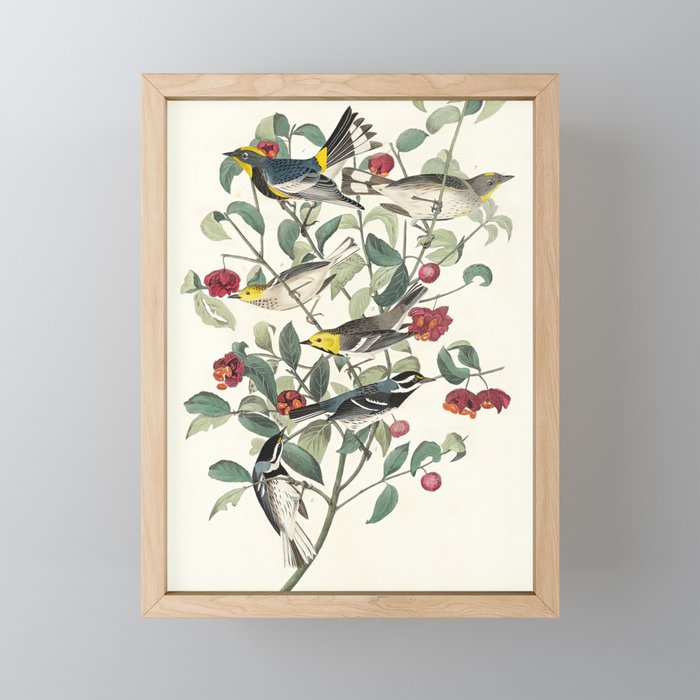 Birds of America (1827) by John James Audubon Framed Mini Art Print