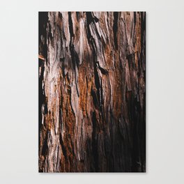 the redwood sleeps beneath the shade Canvas Print