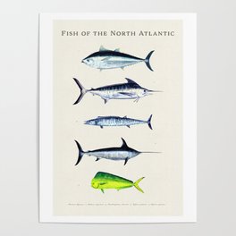 Fish of the North Atlantic Ocean Illustrations Bluefin, Marlin, Wahoo, Swordfish, Mahi-mahi Poster