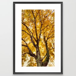 fall glow Framed Art Print