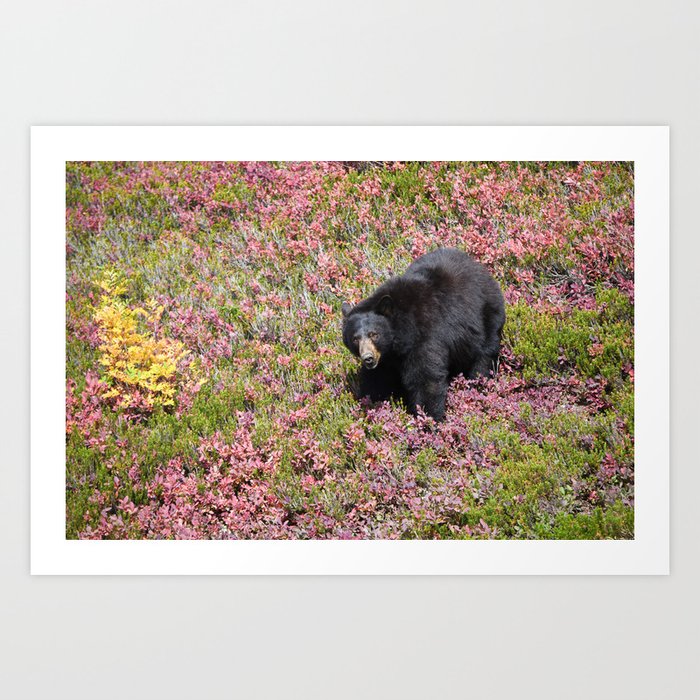 Black Bear Wildlife Washington Mountain Hiking Nature Landscape Outdoors North Cascades Fall Rugged Wilderness Art Print