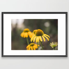 Yellow Coneflower Framed Art Print
