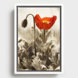 Poppy Red 0171 Framed Canvas