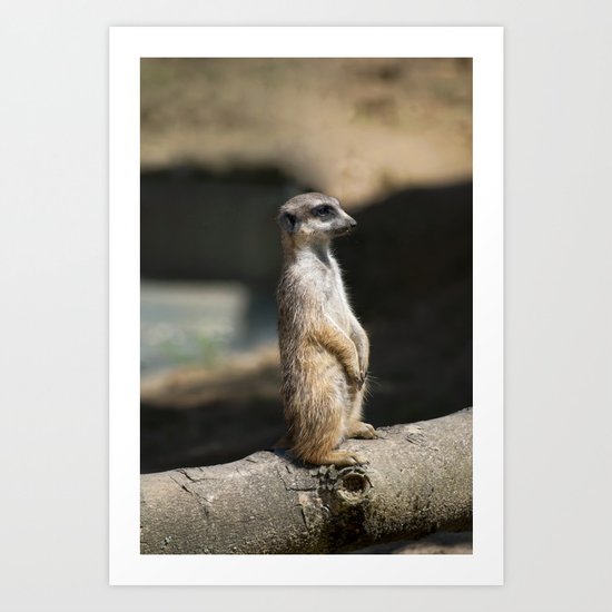 Meerkat Art Print