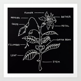 Coffee Plant Diagram Illustration Art Print