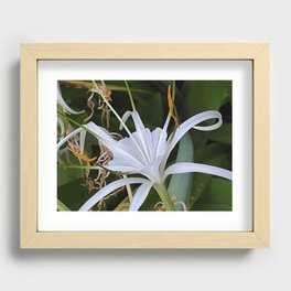 Spider Lily Flower Recessed Framed Print