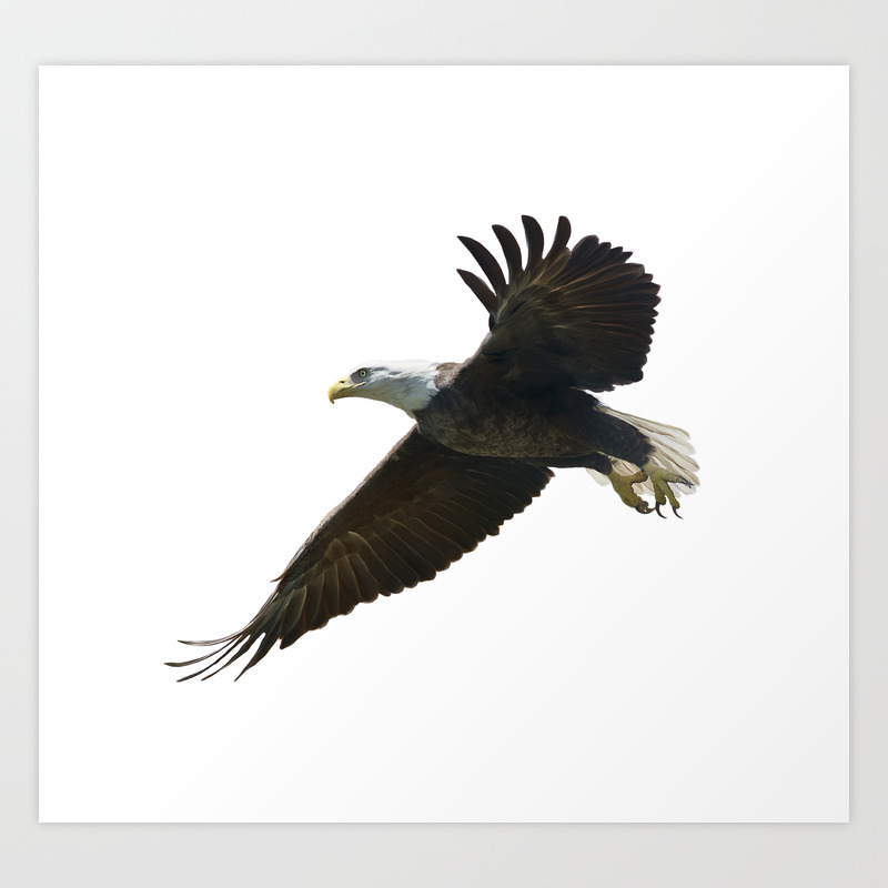 American Bald Eagle In Flight Watercolor Painting Art Print By