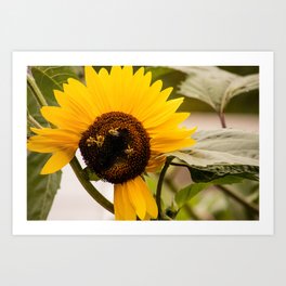 Sunflower and the bee quartet Art Print