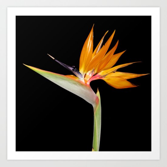 Birds of Paradise Flower Art Print