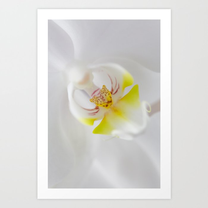 Orchid V Art Print