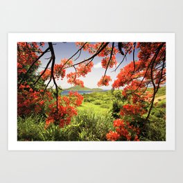 Tamarind Bay View with a a Flamboyan Tree, Culebra Island, Puerto Rico Art Print