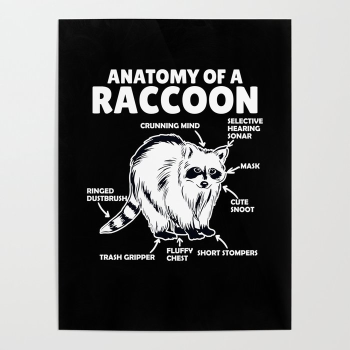 Sweet Raccoon Explanation Anatomy Of A Raccoon Poster
