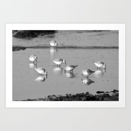 Sanderlings | Bird | Beach | Black and white | Nature Art Print